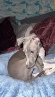 Italian Greyhound Puppies for sale in North Port, FL, USA. price: $1,500