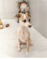 Italian Greyhound Puppies for sale in 407 E 4th St, Hereford, TX 79045, USA. price: $1,200