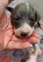Italian Greyhound Puppies for sale in Franklin, Tennessee. price: $3,000