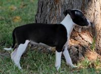 Italian Greyhound Puppies for sale in Honolulu, Hawaii. price: $400