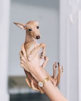Italian Greyhound Puppies for sale in Sterling, Alaska. price: $850