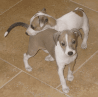 Italian Greyhound Puppies Photos
