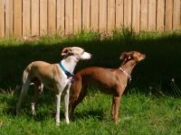 Italian Greyhound Puppies Photos
