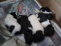 Jack-A-Poo Puppies for sale in De Kalb Junction, NY 13630, USA. price: NA