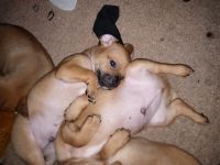 Jack-A-Poo Puppies for sale in Greensboro, NC, USA. price: NA
