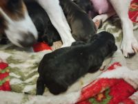 Jack-A-Poo Puppies for sale in Roann, IN 46974, USA. price: NA