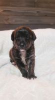Jack-A-Poo Puppies for sale in Due West, SC 29639, USA. price: NA