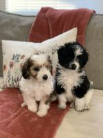 Jack-A-Poo Puppies for sale in Lobelville, TN 37097, USA. price: $400