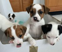 Jack Russell Terrier Puppies for sale in South Riding, VA 20152, USA. price: NA