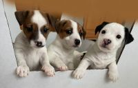 Jack Russell Terrier Puppies for sale in Haymarket, VA 20169, USA. price: NA