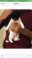 Jack Russell Terrier Puppies for sale in Covington, GA, USA. price: NA