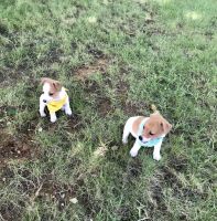 Jack Russell Terrier Puppies for sale in Birmingham, AL 35244, USA. price: NA