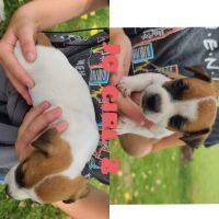 Jack Russell Terrier Puppies for sale in Bremen, OH 43107, USA. price: NA