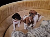 Jack Russell Terrier Puppies for sale in Alabama Ave, Los Angeles, CA, USA. price: NA