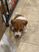 Jack Russell Terrier Puppies for sale in Inyokern, CA, USA. price: NA