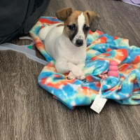 Jack Russell Terrier Puppies for sale in Chicago, IL 60615, USA. price: NA