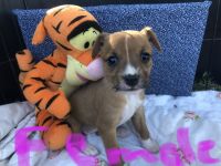 Jack Russell Terrier Puppies for sale in Bowie, TX 76230, USA. price: NA