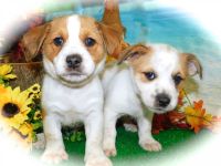 Jack Russell Terrier Puppies for sale in Hammond, IN, USA. price: NA