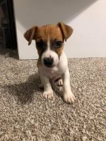 Jack Russell Terrier Puppies for sale in Houston, TX, USA. price: NA