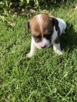 Jack Russell Terrier Puppies for sale in Summerville, OR 97876, USA. price: NA