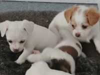 Jack Russell Terrier Puppies for sale in Taunton, MA, USA. price: NA