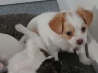 Jack Russell Terrier Puppies for sale in Taunton, MA, USA. price: NA