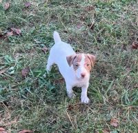 Jack Russell Terrier Puppies for sale in Pittsburgh, PA, USA. price: NA