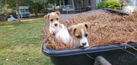 Jack Russell Terrier Puppies for sale in Pawleys Island, SC, USA. price: NA