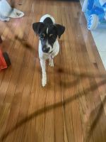 Jack Russell Terrier Puppies for sale in Philadelphia, PA 19149, USA. price: NA