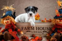 Jack Russell Terrier Puppies for sale in Fort Atkinson, WI 53538, USA. price: NA