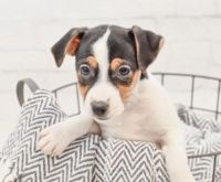 Jack Russell Terrier Puppies for sale in Northville, MI, USA. price: NA