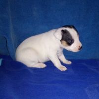 Jack Russell Terrier Puppies for sale in Fort Collins, CO, USA. price: NA