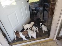 Jack Russell Terrier Puppies for sale in 6030 Euclid Ave, Kansas City, MO 64130, USA. price: NA