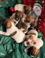 Jack Russell Terrier Puppies for sale in Waldo, AR 71770, USA. price: NA