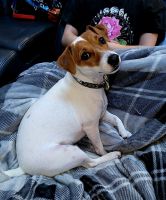 Jack Russell Terrier Puppies for sale in Peyton, CO 80831, USA. price: NA