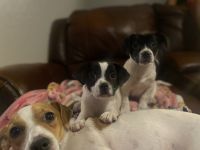 Jack Russell Terrier Puppies for sale in Polk County, FL, USA. price: NA