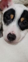Jack Russell Terrier Puppies for sale in St Clair, MI 48079, USA. price: NA
