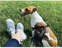 Jack Russell Terrier Puppies for sale in Grand Rapids, MI, USA. price: NA