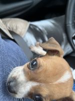 Jack Russell Terrier Puppies for sale in Moran Township, MI, USA. price: NA