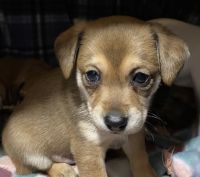 Jack Russell Terrier Puppies for sale in 800 W Tulare Ave, Tulare, CA 93274, USA. price: NA