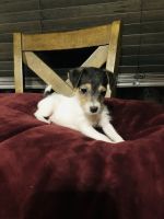 Jack Russell Terrier Puppies for sale in Maple Plain, MN 55359, USA. price: NA