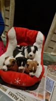 Jack Russell Terrier Puppies for sale in Shreveport, LA 71118, USA. price: NA