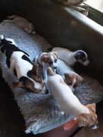 Jack Russell Terrier Puppies for sale in Ocala, FL, USA. price: NA