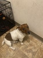 Jack Russell Terrier Puppies for sale in Racine, WI, USA. price: NA