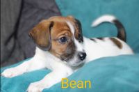 Jack Russell Terrier Puppies for sale in Lawrenceville, Lawrence Township, NJ 08648, USA. price: NA
