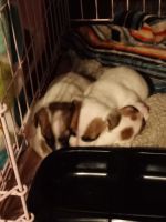 Jack Russell Terrier Puppies for sale in Fort Wayne, IN, USA. price: NA