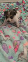 Jack Russell Terrier Puppies for sale in Merced, CA, USA. price: NA