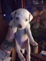 Jack Russell Terrier Puppies for sale in Bee, NE 68314, USA. price: NA