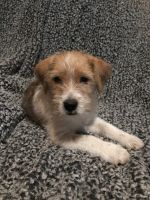 Jack Russell Terrier Puppies for sale in Dittmer, MO, USA. price: NA