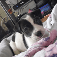 Jack Russell Terrier Puppies for sale in Mililani, HI 96789, USA. price: NA